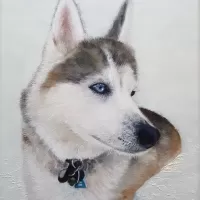 oil acrylic canvas animals dog portrait husky