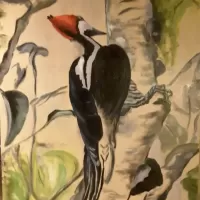 acrylic birds woodpecker