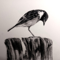 bird1