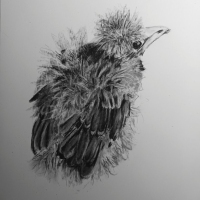 bower_bird
