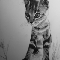 cat