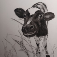 cow