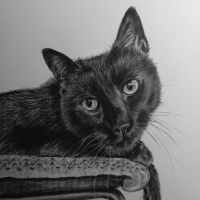 dennis_cat