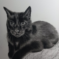 dennis_cat3