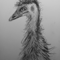 emu