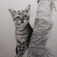 kitten