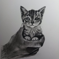 kitten2