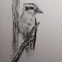 kookaburra