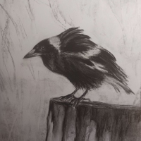 magpie