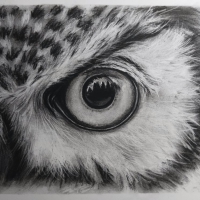 my_charcoal_owl