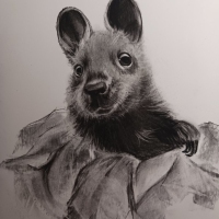 wallaby