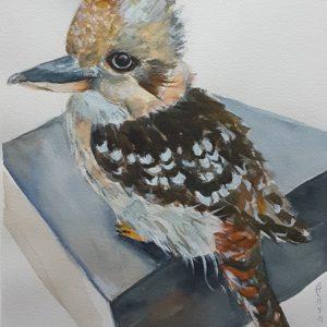 Curious Kookaburra